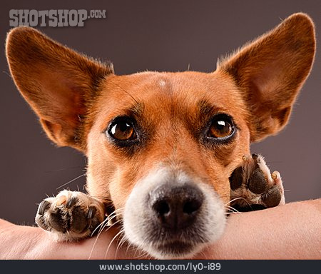 
                Jack Russell Terrier, Terrier                   