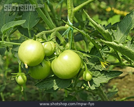 
                Tomaten, Unreif, Tomatenpflanze                   