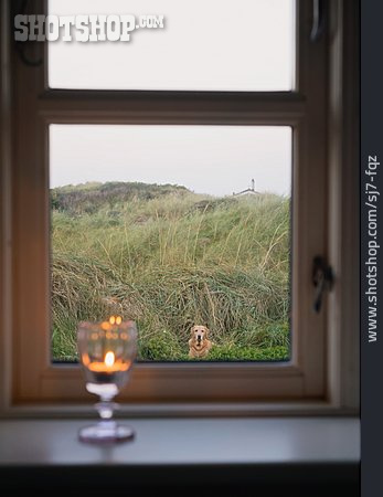 
                Zuhause, Fenster, Hund, Dänemark                   