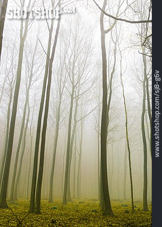 
                Nebel, Märchenwald                   