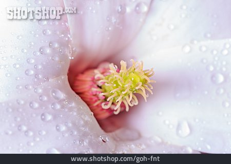 
                Blüte, Traubenhyazinthe                   