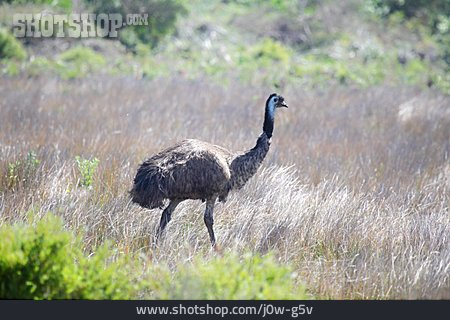 
                Emu, Großer Emu                   
