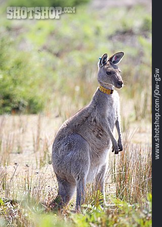 
                Känguru, östliches Graues Riesenkänguru                   
