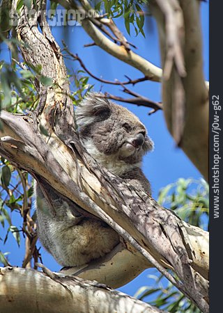 
                Koalabär, Eukalyptusbaum, Koala                   