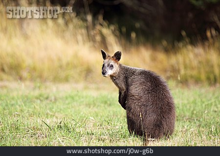 
                Känguru, Sumpfwallaby                   