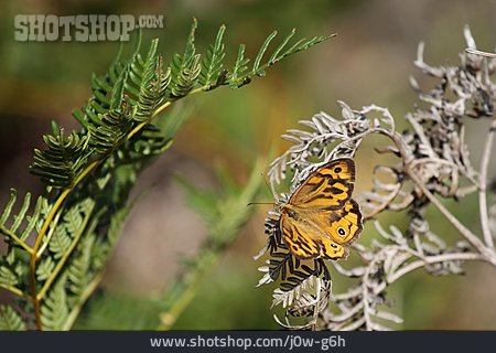 
                Schmetterling, Australischer Augenfalter                   