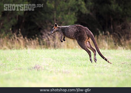 
                Springen, Känguru, Sumpfwallaby                   