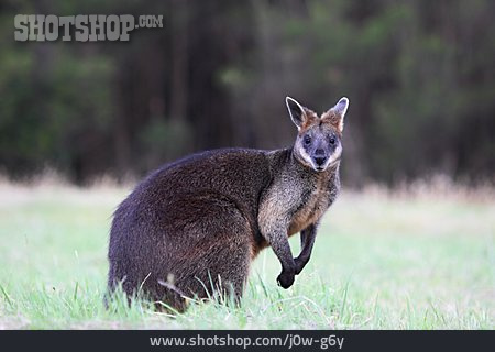 
                Känguru, Sumpfwallaby                   