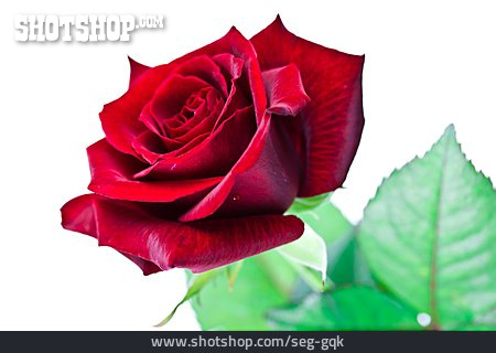 
                Rose, Valentinstag, Rote Rose                   
