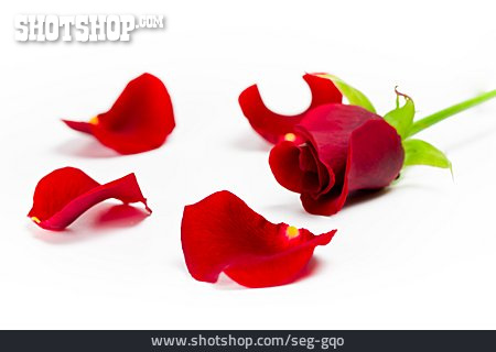
                Rose, Rosenblätter, Rote Rose                   