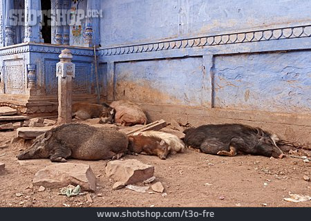 
                Indien, Wildschwein                   