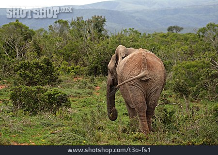 
                Elefant, Savanne                   