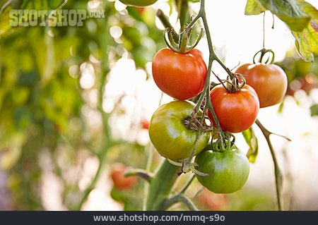 
                Tomaten, Unreif, Tomatenpflanze                   