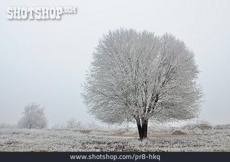 
                Baum, Winter                   