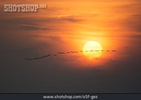 
                Sonnenuntergang, Zugvogel, Vogelschwarm                   