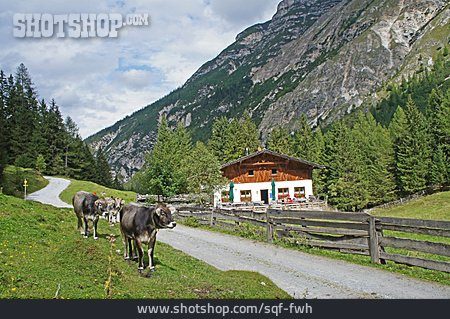 
                Bauernhaus, Alm, Stubaier Alpen, Pinnistal                   