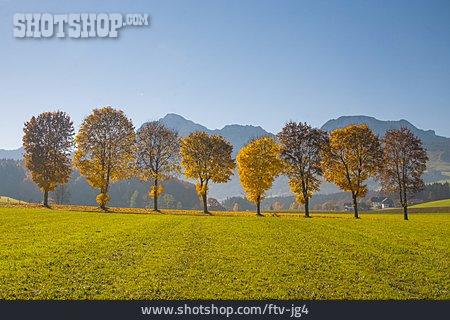 
                Herbst, Baumreihe, Oberbayern, Chiemgauer Alpen, Hochstaufen                   