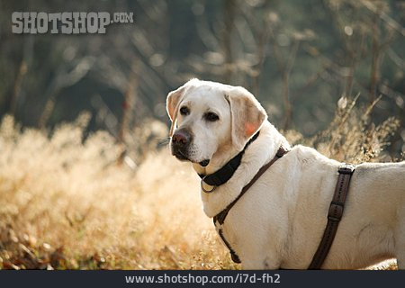 
                Haustier, Hund, Labrador                   