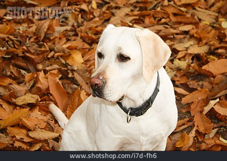 
                Hund, Gassi, Labrador                   