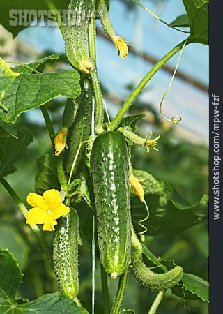 
                Cucumber, Cucumber Plant                   