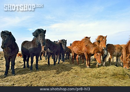 
                Pferd, Islandpony                   