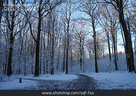 
                Schnee, Verschneit, Winterwald                   
