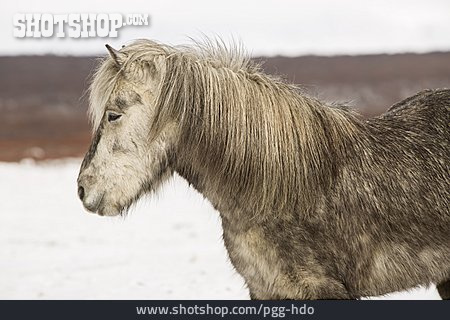 
                Winter, Pony                   
