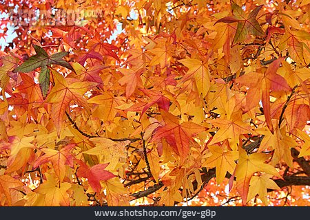 
                Blätter, Herbstfärbung                   
