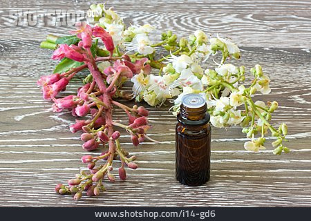 
                Homöopathie, Alternative Medizin, Kastanienblüten                   