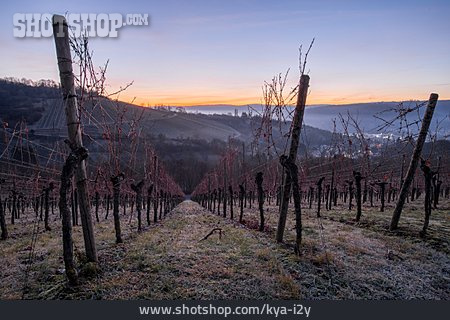
                Morgendämmerung, Winter, Weinanbau                   
