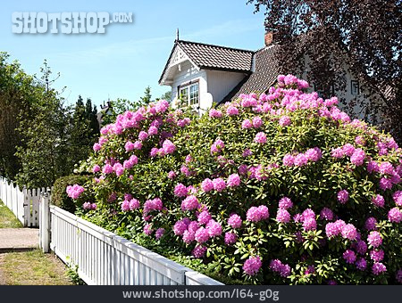 
                Garten, Rhododendron                   