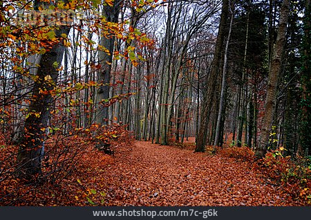 
                Herbstlaub, Herbstwald                   