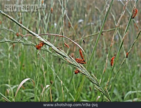 
                Roter Weichkäfer                   