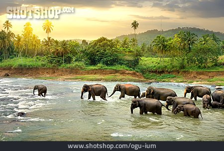 
                Elefantenherde                   
