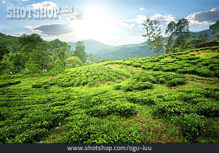 
                Teeplantage, Ceylon                   