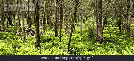 
                Australien, Eukalyptuswald                   