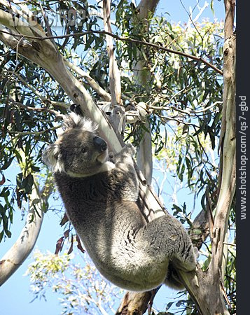 
                Klettern, Koalabär                   