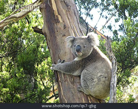 
                Klettern, Koalabär                   