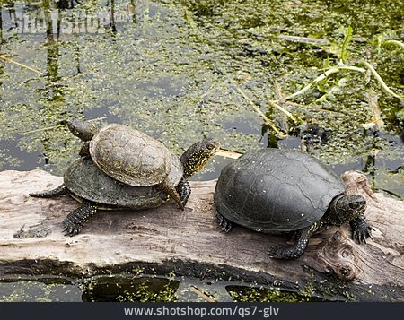 
                Wasserschildkröte, Sumpfschildkröte                   