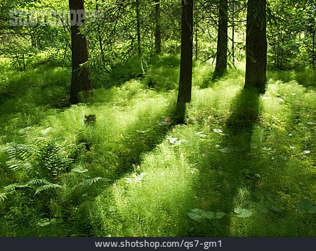 
                Wald, Schachtelhalm                   