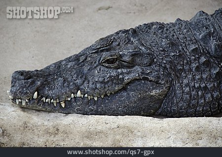 
                Krokodil, Alligator                   