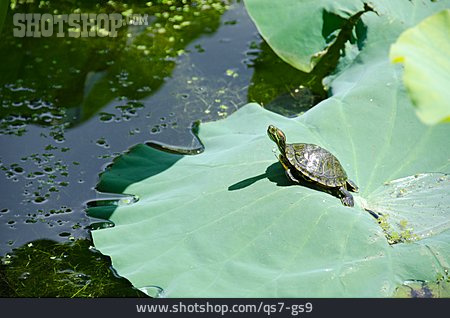 
                Wasserschildkröte, Nordamerikanische Buchstaben-schmuckschildkröte, Buchstaben-schmuckschildkröte                   