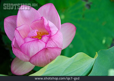
                Seerose, Lotusblüte                   