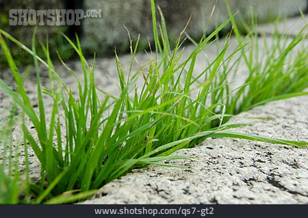 
                Nature, Grass                   