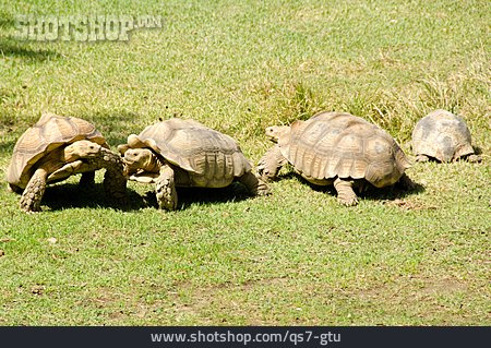 
                Landschildkröte, Spornschildkröte                   