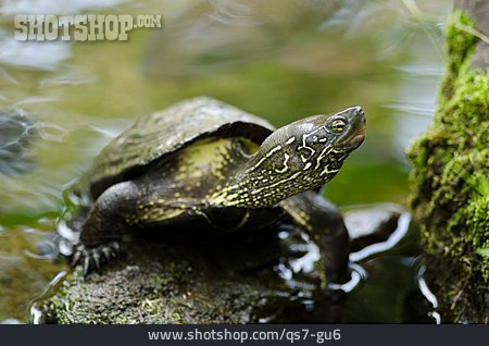 
                Schildkröte, Chinesische Dreikielschildkröte                   