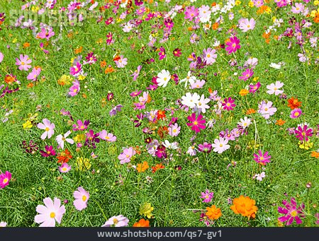 
                Blumenwiese, Anemone                   