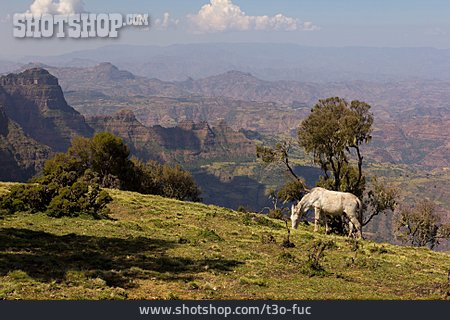 
                Gebirge, äthiopien, Sämen-nationalpark                   