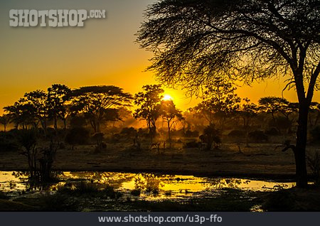 
                Sonnenuntergang, Silhouette, Bäume, Botsuana                   