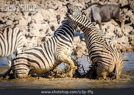 
                Kampf, Zebra, Wasserloch                   